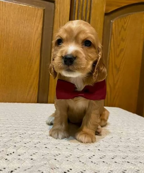 Cuccioli di cocker spaniel