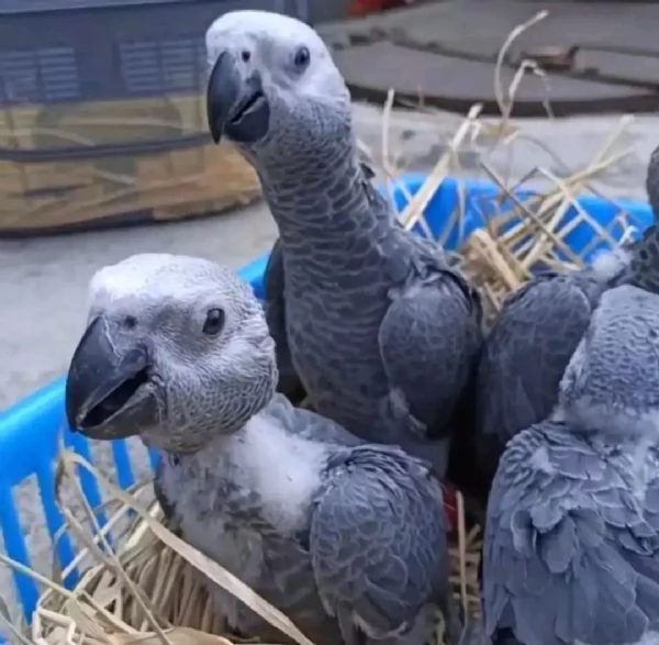 Pappagallo Grigio del Congo in Vendita | Foto 0