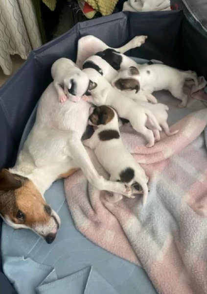 Cuccioli di Jack Russell in adozione quota di adozione 300 | Foto 0