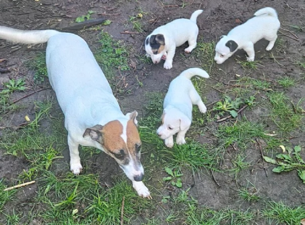 Cuccioli di Jack Russell in adozione quota di adozione 300