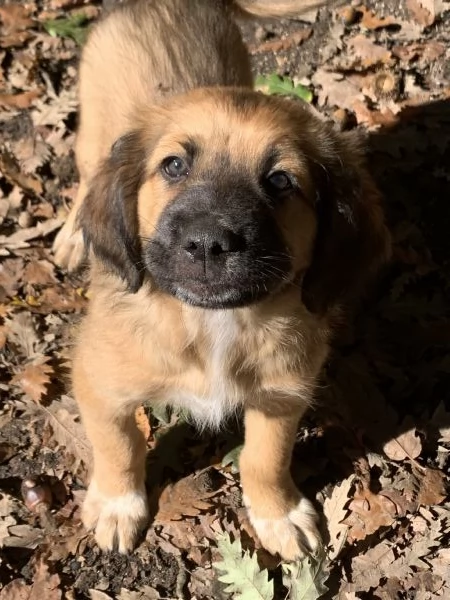 Cucciolo in adozione  | Foto 1