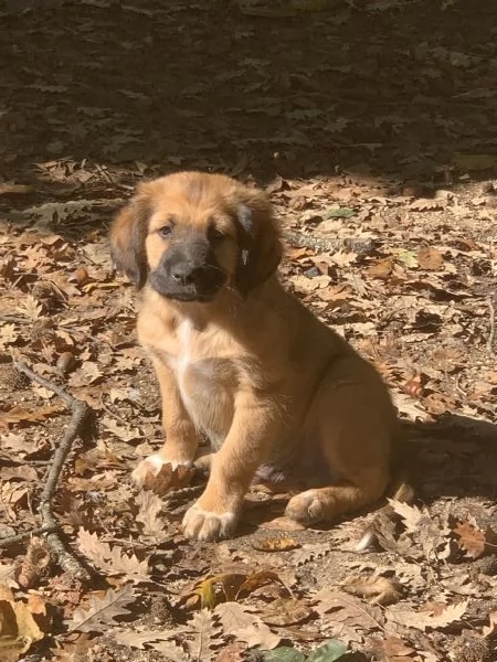 Cucciolo in adozione  | Foto 0