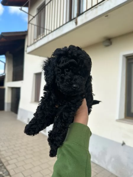 Vendo cucciolo di barboncino 