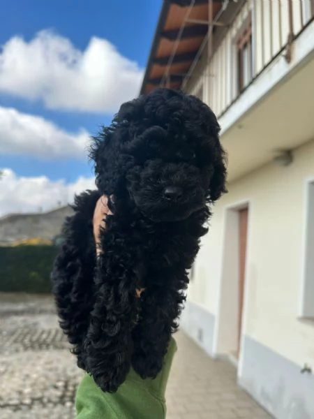 Vendo cucciolo di barboncino  | Foto 1