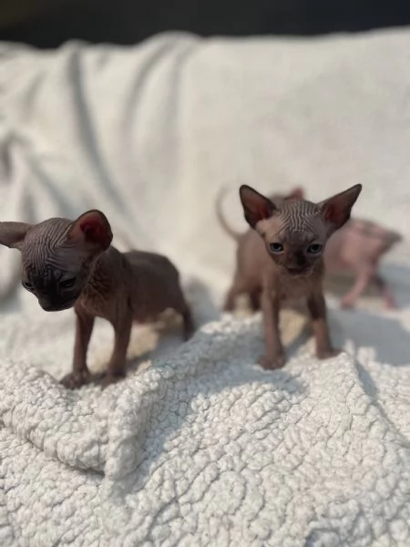 SPHYNX CUCCIOLI PEDIGREE GARANZIA RATE