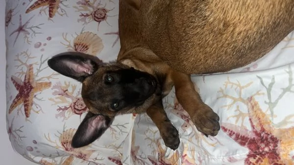 Cucciolo malinois