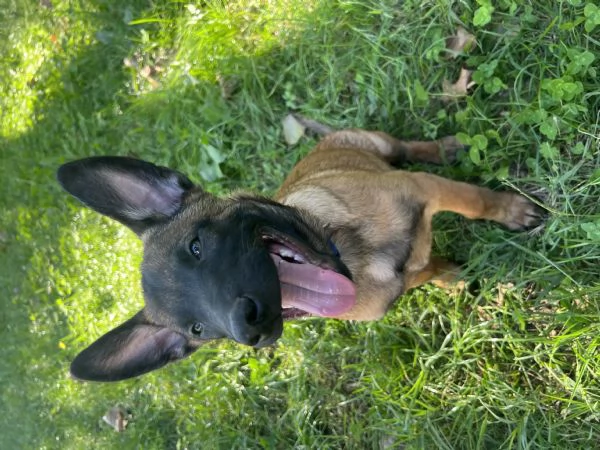 Cucciolo malinois | Foto 1