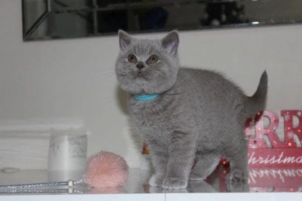 Cuccioli British shorthair | Foto 0