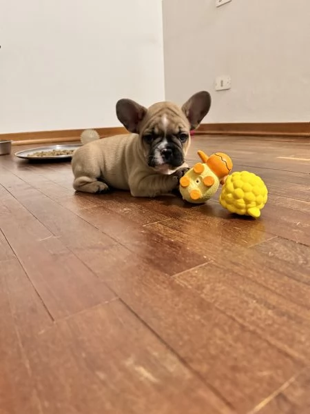 Bulldog francesi cuccioli disponibili  | Foto 0