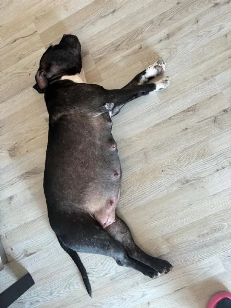 Cuccioli Pitbull in cerca di una nuova casa piena damore | Foto 6