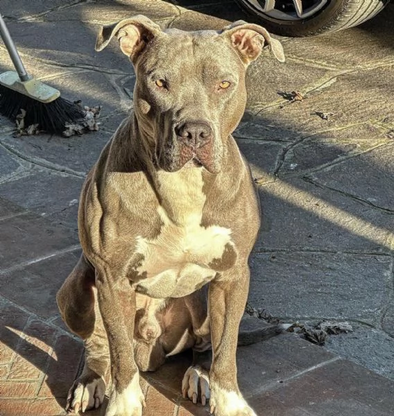 Cuccioli Pitbull in cerca di una nuova casa piena damore | Foto 3