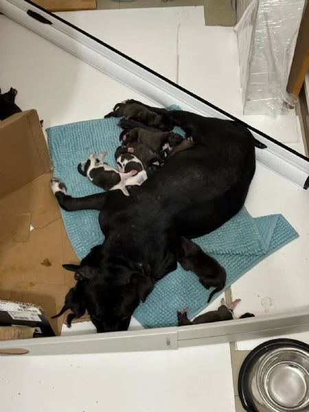 Cuccioli Pitbull in cerca di una nuova casa piena damore | Foto 2