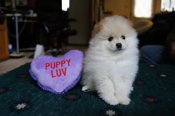 Cuccioli di Volpino di Pomerania