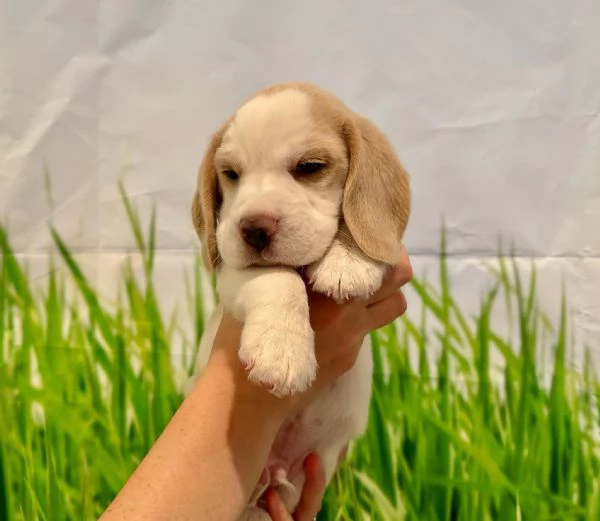 Due cuccioli di beagle