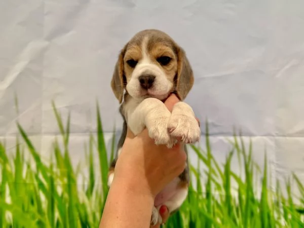 Due cuccioli di beagle | Foto 0