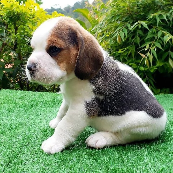 Due cuccioli di Beagle