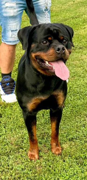 Cuccioli di rottweiler  | Foto 3