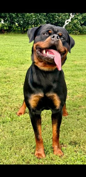 Cuccioli di rottweiler  | Foto 2