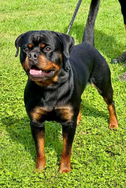 Cuccioli di rottweiler  | Foto 0