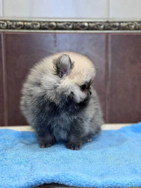 Cuccioli di Pomerania maschi e femmine totalmente esclusivi in cerca di una casa adorabile e premu