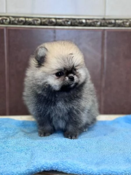 Cuccioli di Pomerania maschi e femmine totalmente esclusivi in cerca di una casa adorabile e premu | Foto 0