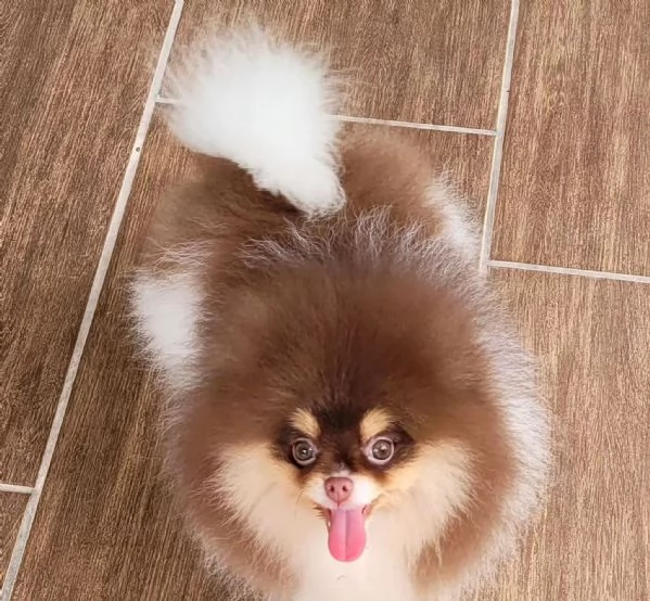 Cuccioli di spitz di Pomerania pedigree Enci