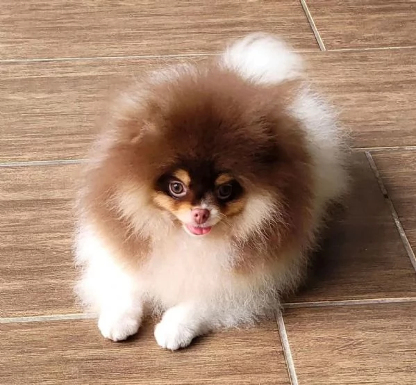 Cuccioli di spitz di Pomerania pedigree Enci | Foto 2