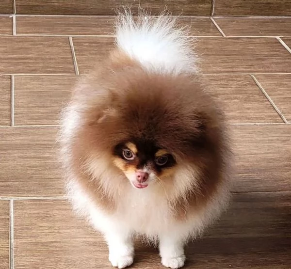 Cuccioli di spitz di Pomerania pedigree Enci | Foto 1