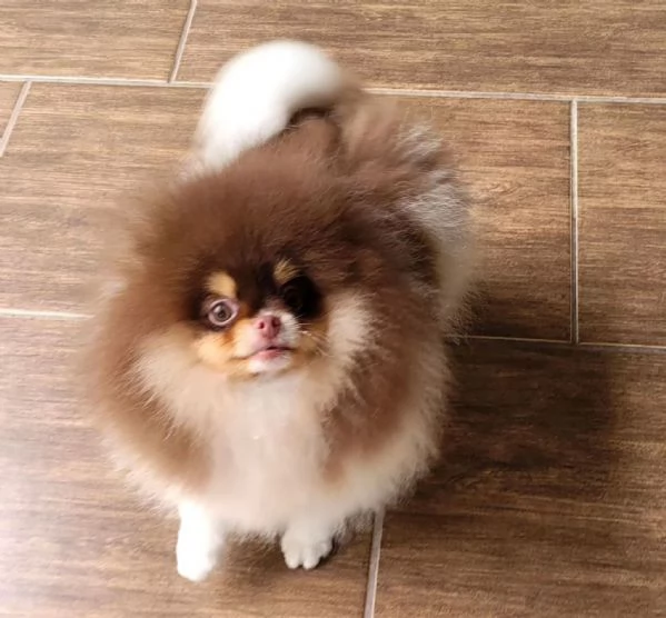 Cuccioli di spitz di Pomerania pedigree Enci | Foto 0