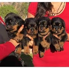 Vendo cuccioli di rottweiler di ottima qualit