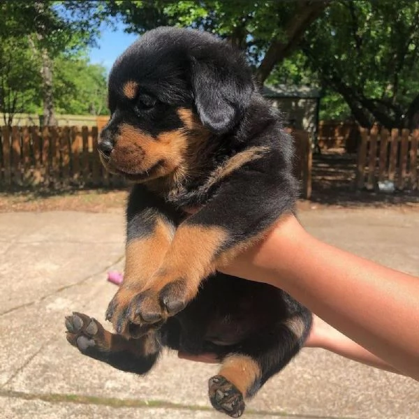 Vendo cuccioli di rottweiler di ottima qualit | Foto 0