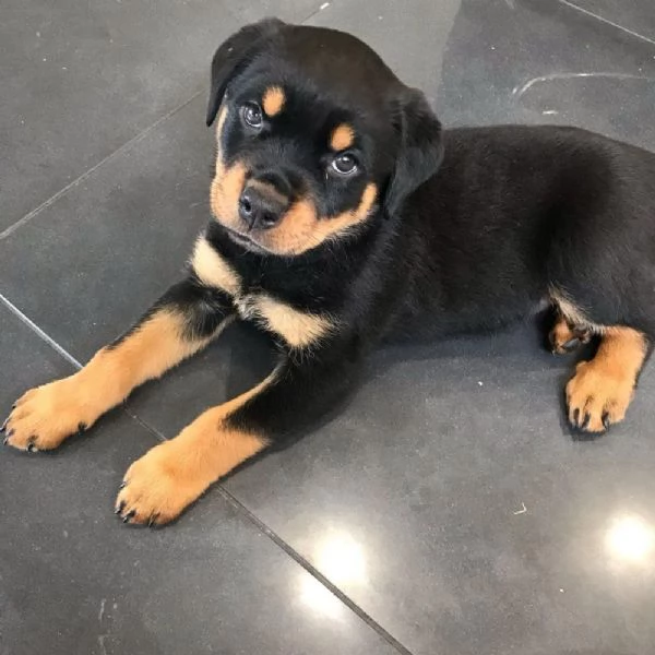 Vendo cuccioli di rottweiler di ottima qualit