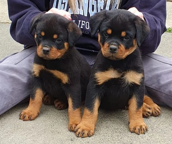 Disponibili cuccioli di Rottweiler maschi e femmine