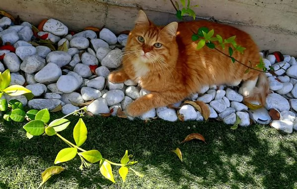 REGALO BELLISSIMA E RARISSIMA GATTINA ROSSA DI SOLI 2 ANNI