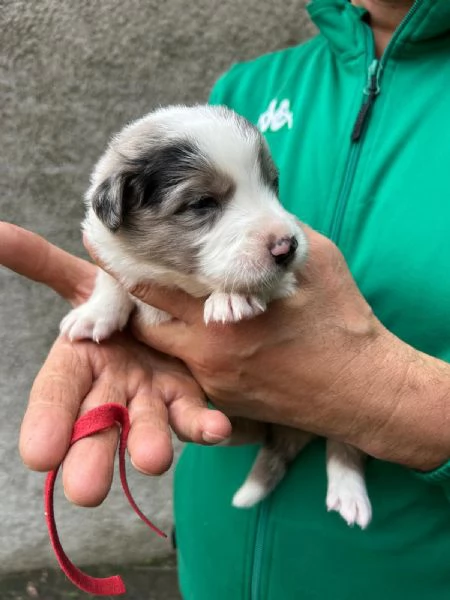 Cuccioli di border collie  | Foto 5