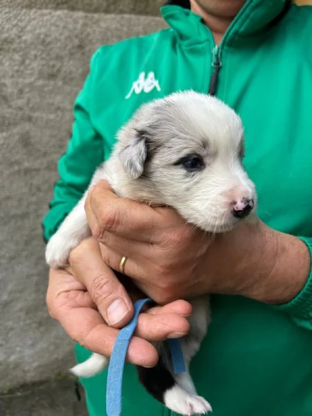 Cuccioli di border collie  | Foto 4