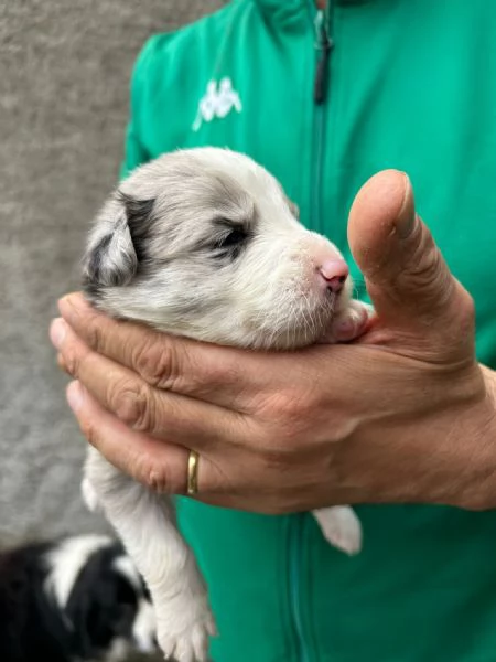 Cuccioli di border collie  | Foto 3