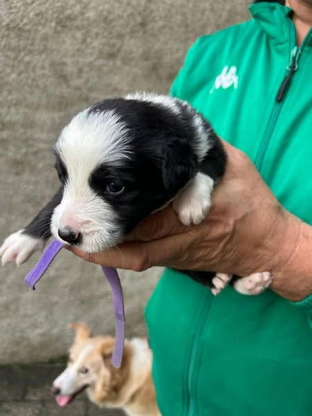 Cuccioli di border collie  | Foto 1