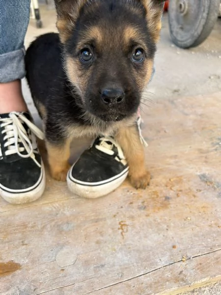 Regalo cagnolina per mancanza di spazio  | Foto 2