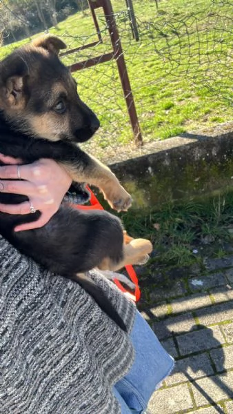 Regalo cagnolina per mancanza di spazio  | Foto 1