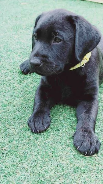 Bellissimo e splendido Labrador Retriever