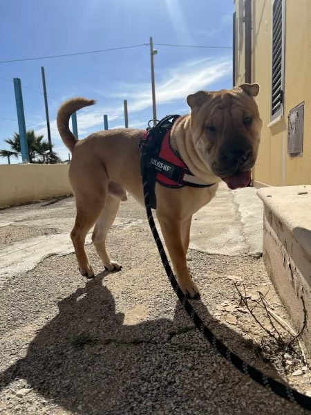 Shar Pei per monta