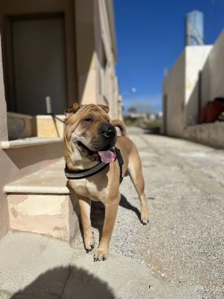 Shar Pei per monta | Foto 0