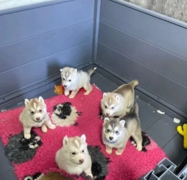 ADOTTARe CUCCIOLI DI SIBERIAN HUSKY ALLEVATI CON AMORE  DALLA NOSTRA FAMIGLIA ALLA VOSTRA 