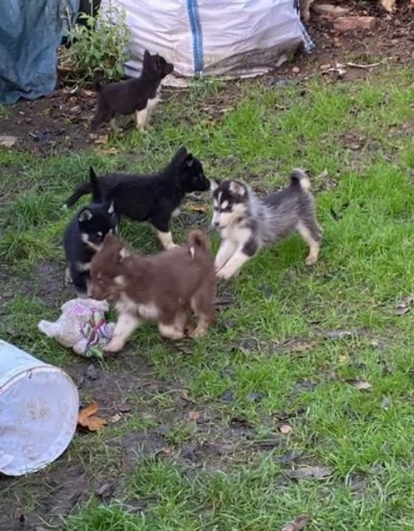 CUCCIOLI DI SIBERIAN HUSKY ALLEVATI CON AMORE per adozione  | Foto 0