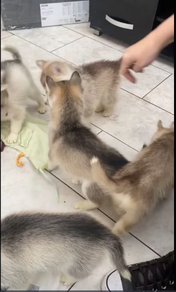 CUCCIOLI DI SIBERIAN HUSKY per adozione 