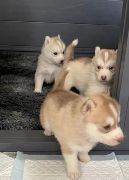 CUCCIOLI DI SIBERIAN HUSKY per adozione  | Foto 0