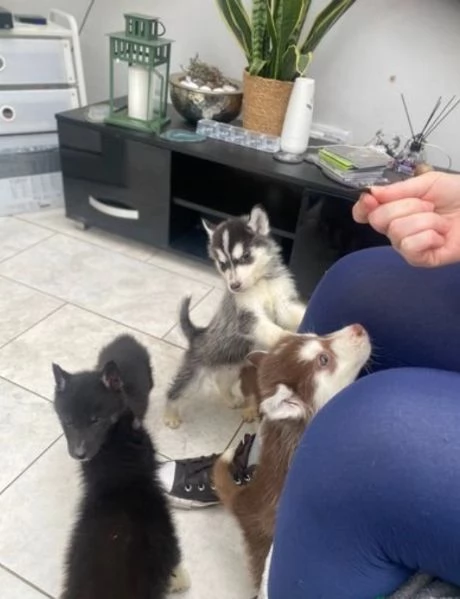 CUCCIOLI DI SIBERIAN HUSKY ALLEVATI CON AMORE per adozione  | Foto 1