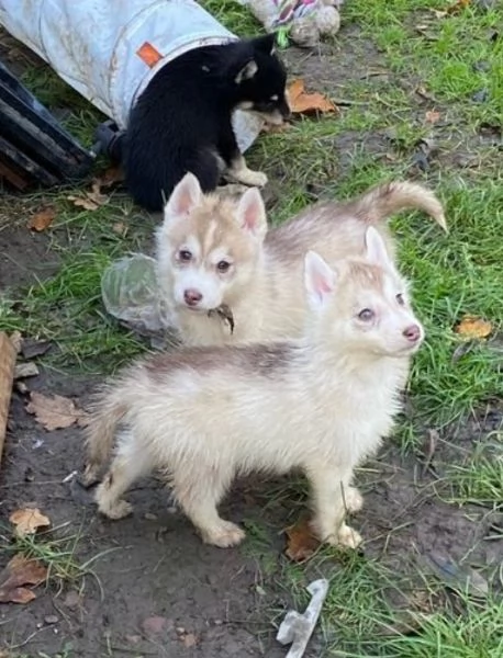 CUCCIOLI DI SIBERIAN HUSKY ALLEVATI CON AMORE per adozione 