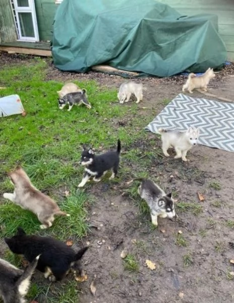 CUCCIOLI DI SIBERIAN HUSKY ALLEVATI CON AMORE per adozione 